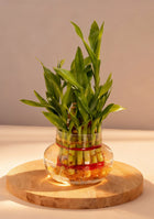 2 Layer lucky Bamboo Plant