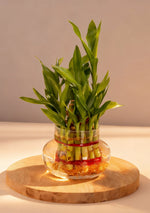 2 Layer lucky Bamboo Plant