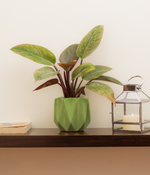 Pickle Green Ceramic Planter