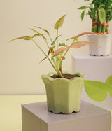 Syngonium Bronze in Baby Light Green Ceramic Pot