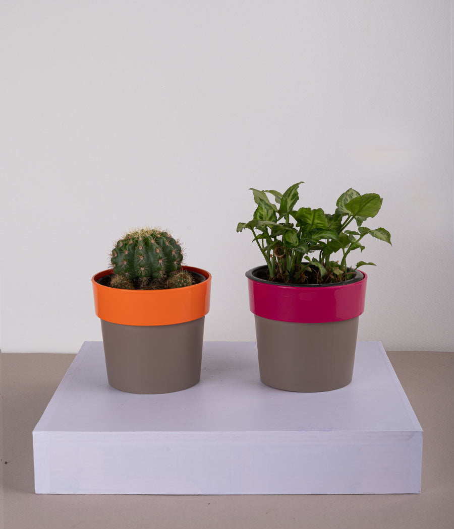 Set of 2: Cactus Parodia + Syngonium Mini in Sunny-side Orange & Pink Planters
