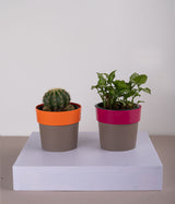 Set of 2: Cactus Parodia + Syngonium Mini in Sunny-side Orange & Pink Planters