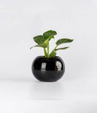 Philodendron Birkin in Round  - Handcrafted