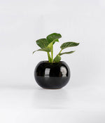 Philodendron Birkin in Round  - Handcrafted