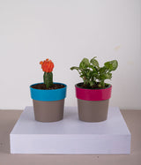 Set of 2: Moon Cactus + Syngonium Mini in Sunny-side Blue & Pink Planters