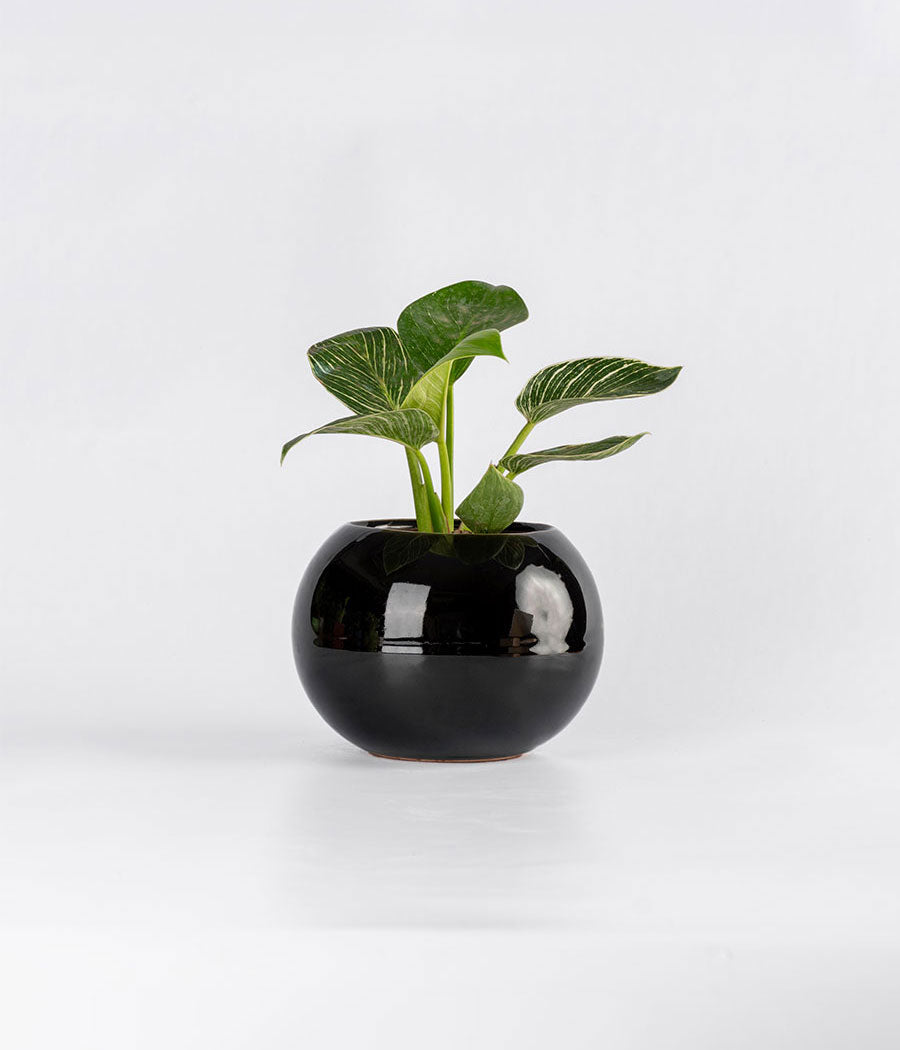 Philodendron Birkin in Round  - Handcrafted