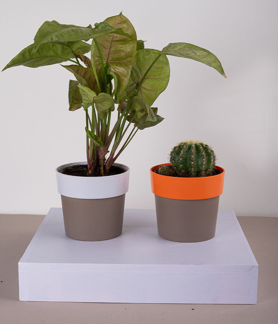 Set of 2: Syngonium Bronze + Cactus Parodia in Sunny-side White & Orange Planters
