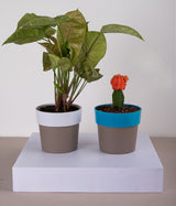 Set of 2: Syngonium Bronze + Moon Cactus in Sunny-side White & Blue Planters