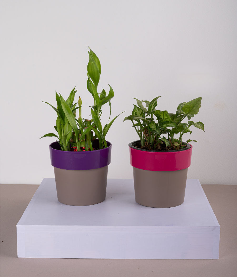 Set of 2: Syngonium Mini + 2 Layer Lucky Bamboo Plant in Sunny-side Purple & Pink Planters