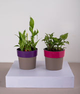 Set of 2: Syngonium Mini + 2 Layer Lucky Bamboo Plant in Sunny-side Purple & Pink Planters