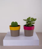 Set of 2: Hoya Heart Plant + Syngonium Mini in Plastic Planters