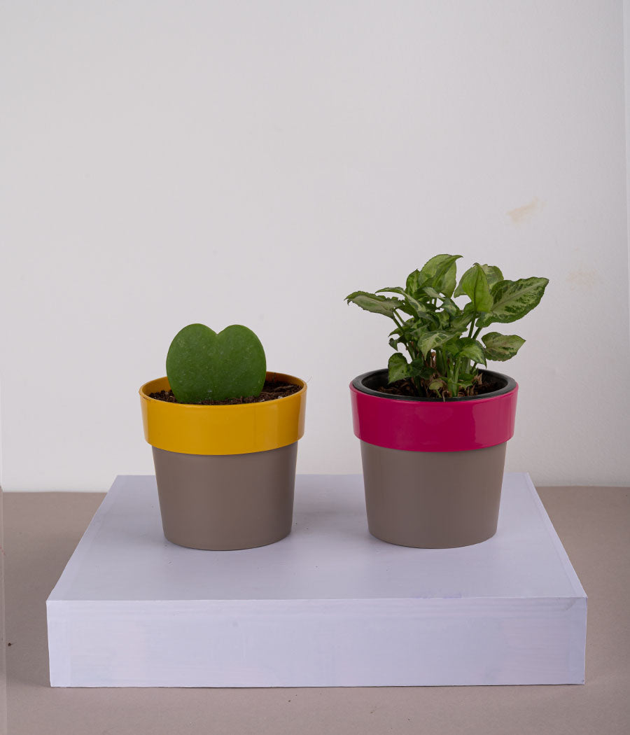 Set of 2: Hoya Heart Plant + Syngonium Mini in Sunny-side Yellow & Pink Planters