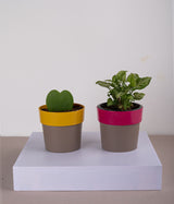 Set of 2: Hoya Heart Plant + Syngonium Mini in Sunny-side Yellow & Pink Planters