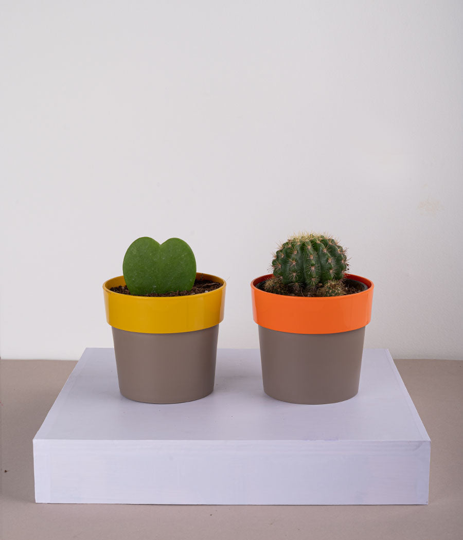 Set of 2: Hoya Heart Plant + Cactus Parodia in Sunny-side Yellow & Orange Planters