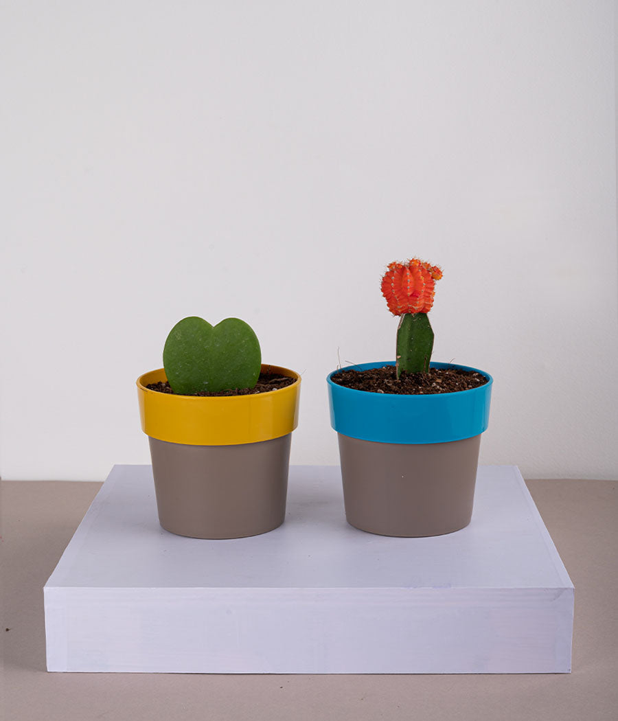 Set of 2: Hoya Heart Plant + Moon Cactus in Sunny-side Yellow & Blue Planters