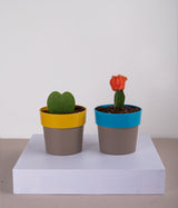 Set of 2: Hoya Heart Plant + Moon Cactus in Sunny-side Yellow & Blue Planters