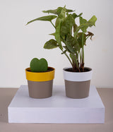 Set of 2: Hoya Heart Plant + Syngonium Bronze in Sunny-side Yellow & White Planters