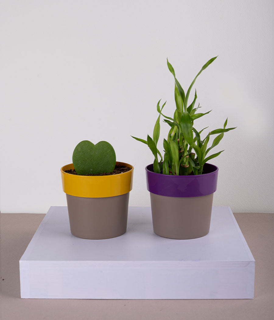 Set of 2: Hoya Heart Plant + 2 Layer Lucky Bamboo in Sunny-side Yellow & Purple Planters