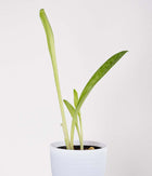 2 Layer Lucky Bamboo in Pastel Pink Planter