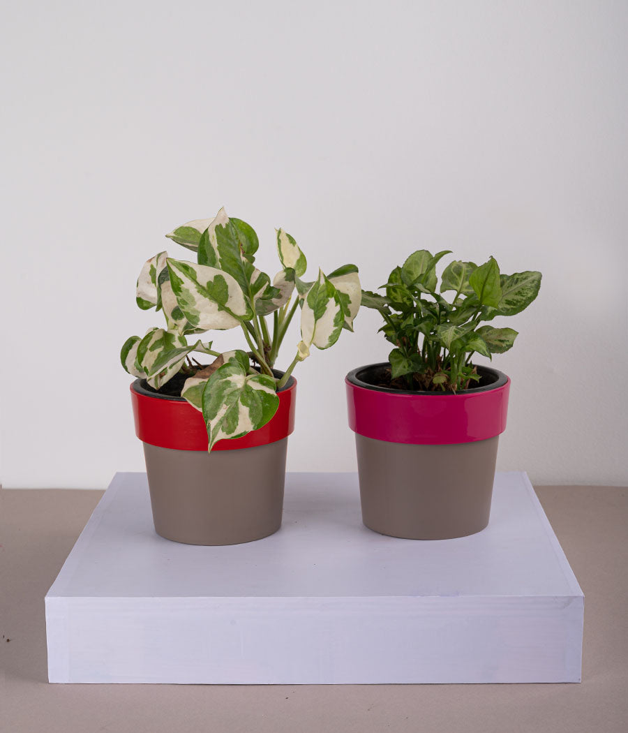 Set of 2: Queen Marble Money Plant + Syngonium Mini in Sunny-side Red & Pink Planters
