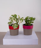 Set of 2: Queen Marble Money Plant + Syngonium Mini in Plastic Planters