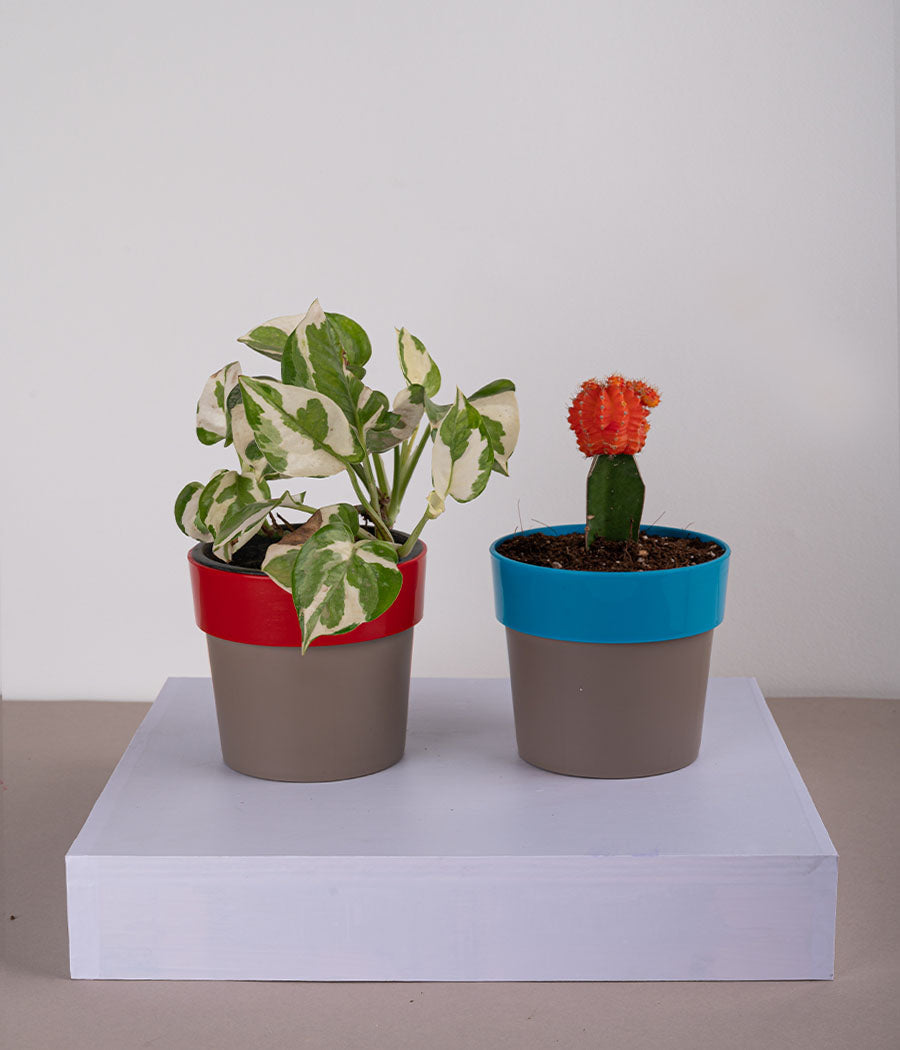 Set of 2: Queen Marble Money Plant + Moon Cactus in Sunny-side Red & Blue Planters