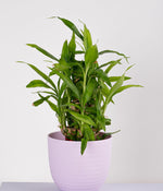 2 Layer Lucky Bamboo in Pastel Pink Planter