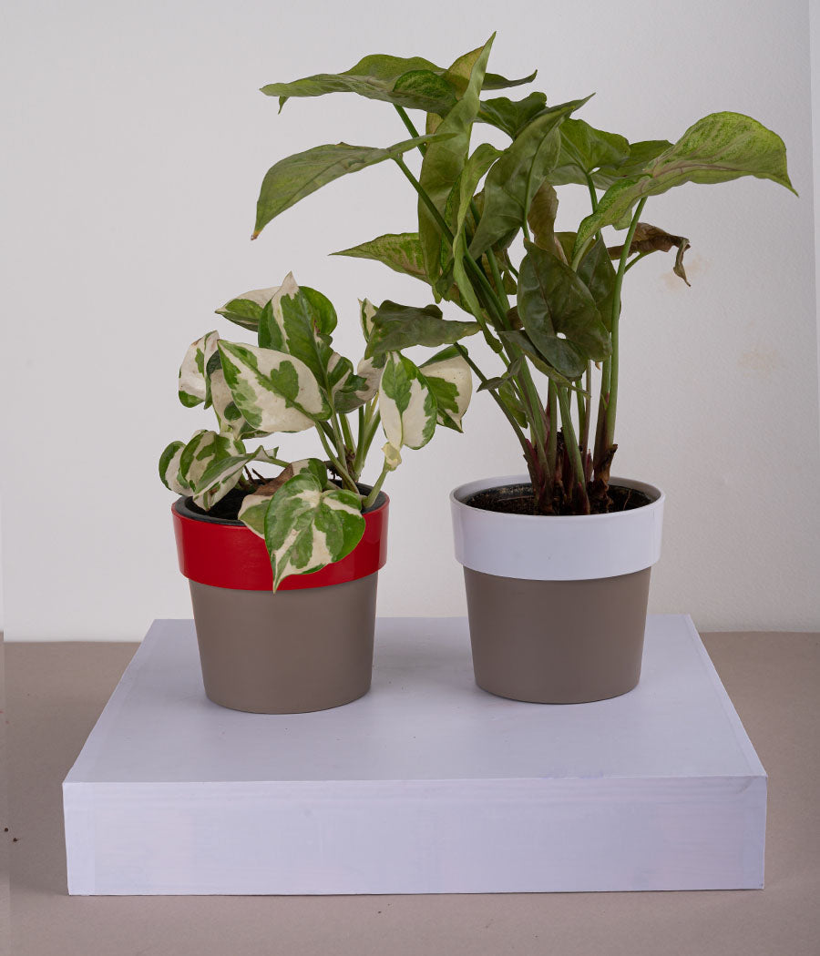 Set of 2: Queen Marble Money Plant + Syngonium Bronze in Sunny-side Red & White Planters