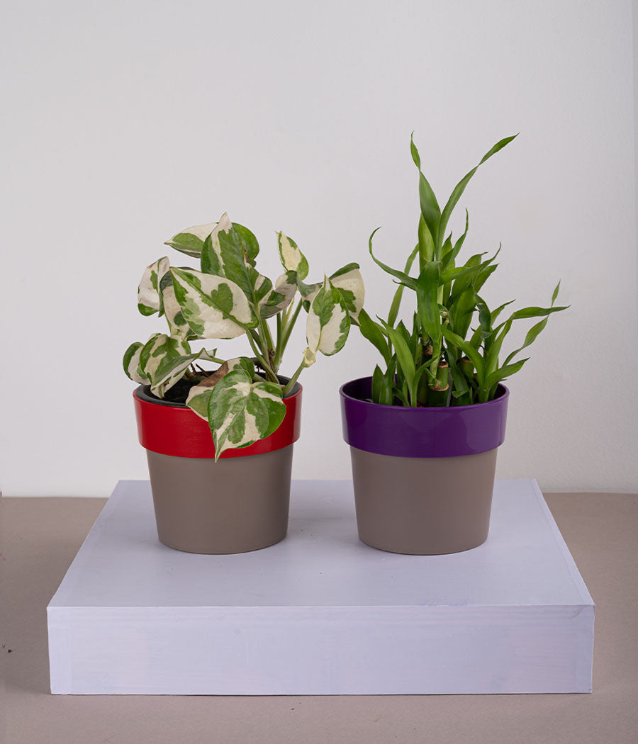 Set of 2: Queen Marble Money Plant + 2 Layer Lucky Bamboo Plant in Sunny-side Red & Purple Planters