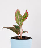 Aglaonema Pink Plant in Pastel Blue Planter