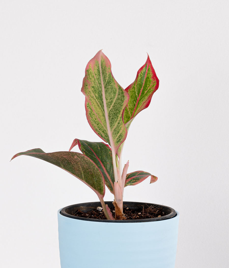 Aglaonema Pink Plant in Pastel Blue Planter