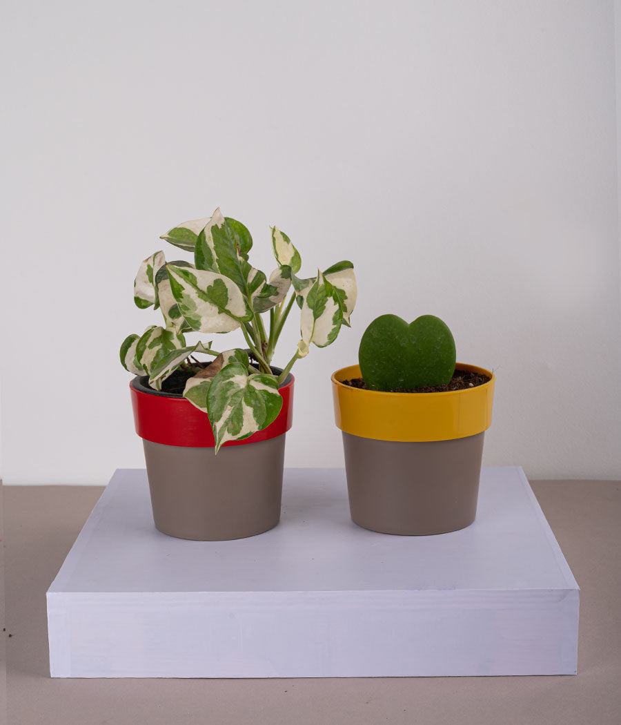 Set of 2: Queen Marble Money Plant + Hoya Heart Plant in Sunny-side Red & Yellow Planters