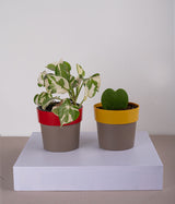Set of 2: Queen Marble Money Plant + Hoya Heart Plant in Sunny-side Red & Yellow Planters