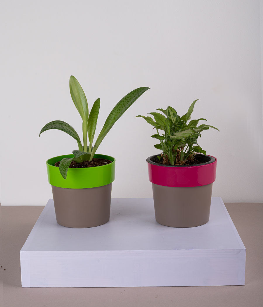 Set of 2: Cecilia Plant + Syngonium Mini in Sunny-side Green & Pink Planters