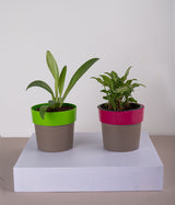 Set of 2: Cecilia Plant + Syngonium Mini in Sunny-side Green & Pink Planters