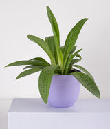 Plant In Pastel Planters