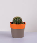 Queen Marble Money Plant in Sunny-side Red Planter