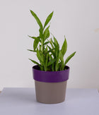 Plant in Sunny-side Green Planter