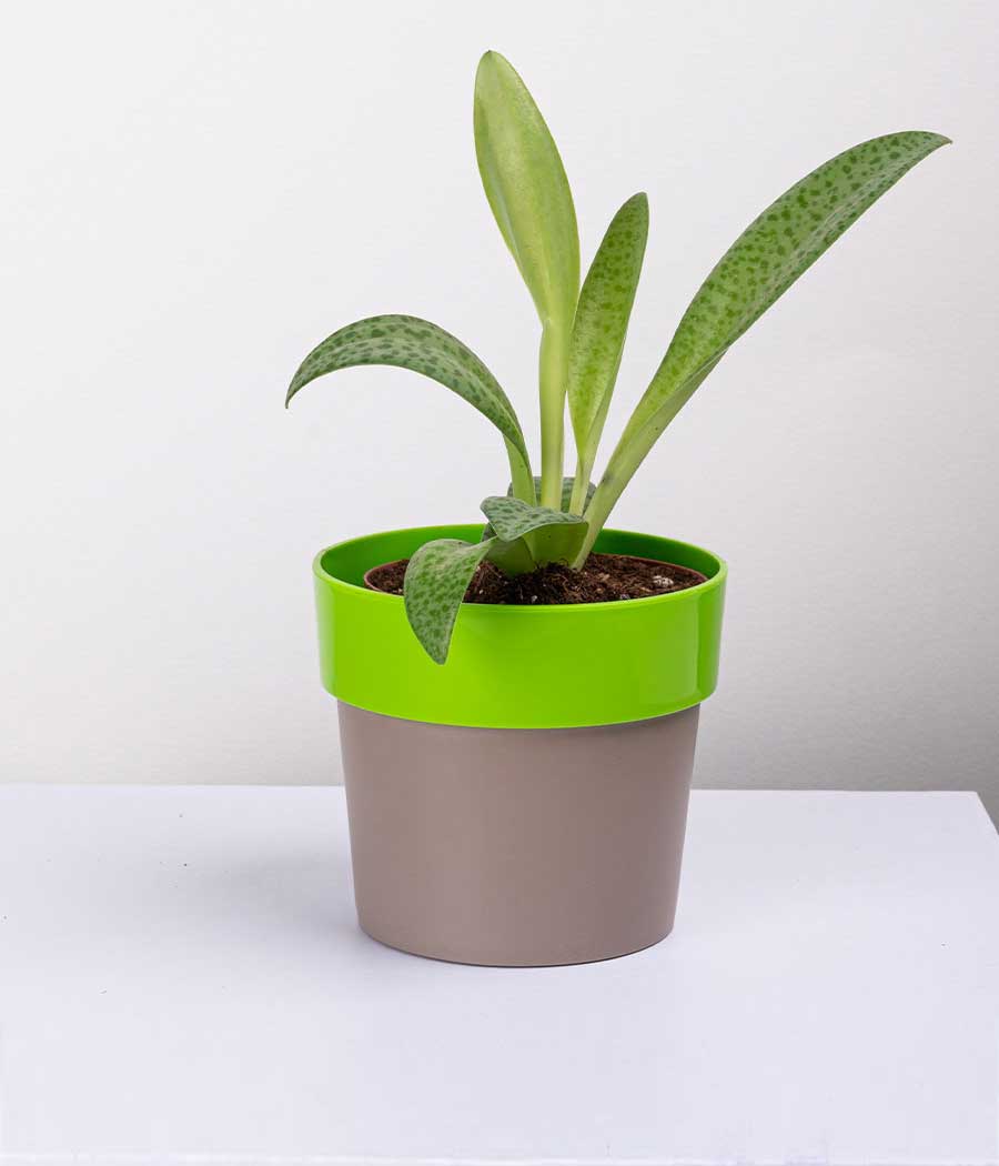 Plant in Sunny-side Green Planter
