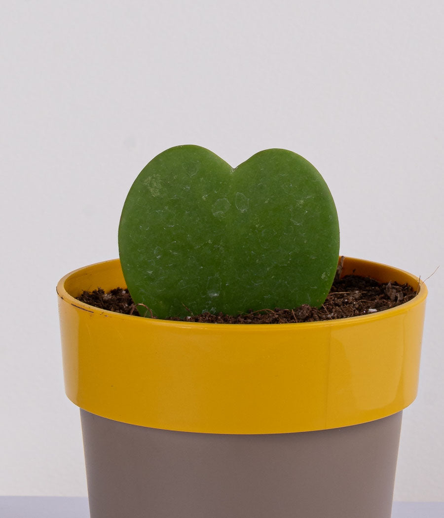 hoya heart plant