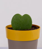 hoya heart plant