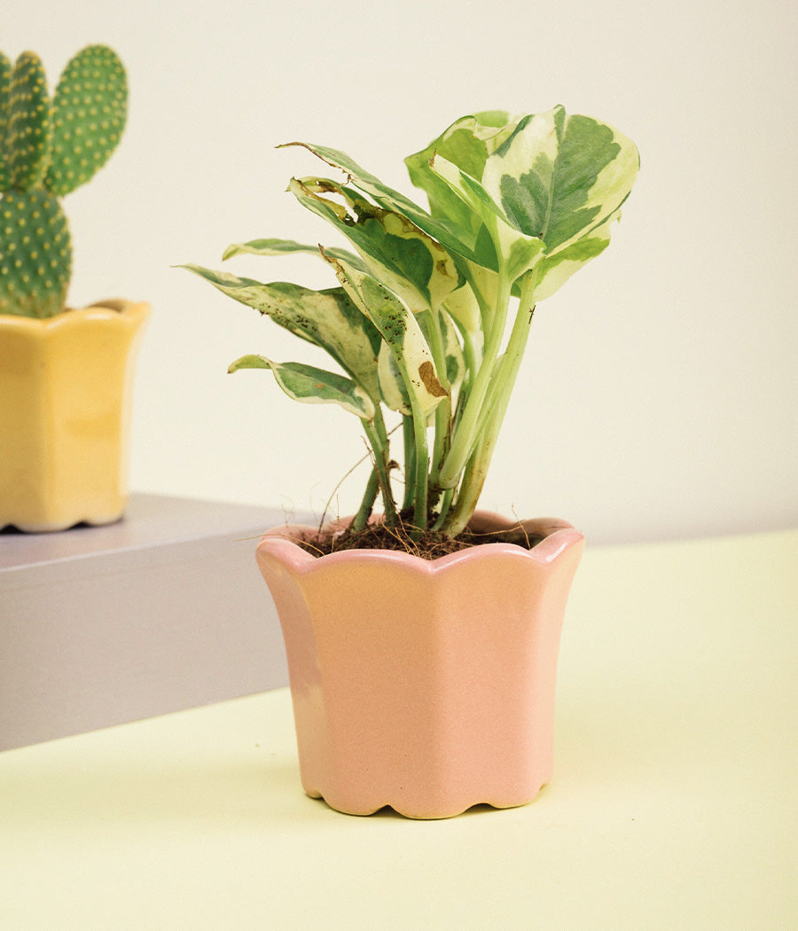 Money Plant Queen Marble in Baby Pink Ceramic Pot
