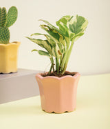 Money Plant Queen Marble in Baby Pink Ceramic Pot
