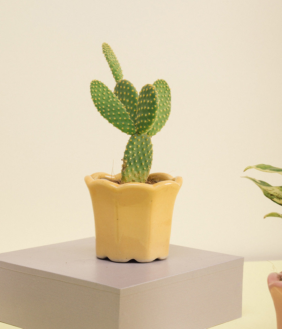 Bunny-ear Cactus in Baby Yellow Ceramic Pot