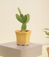 Bunny-ear Cactus in Baby Yellow Ceramic Pot