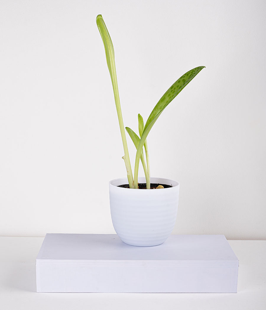 Cecilia Plant in Pastel White Planter