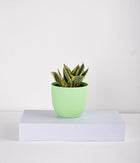 2 Layer Lucky Bamboo in Pastel Pink Planter