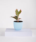 Plant In Pastel Planters