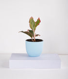 Aglaonema Pink Plant in Self Watering Planter