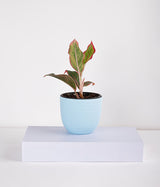 Aglaonema Pink Plant in Planter
